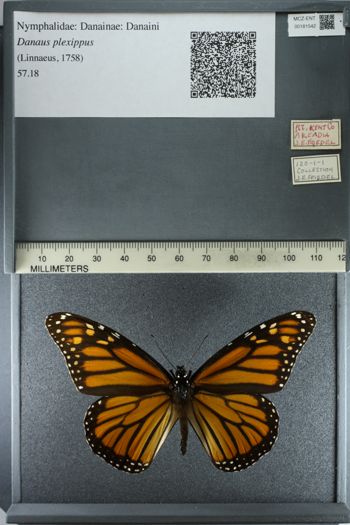 Media type: image;   Entomology 181542